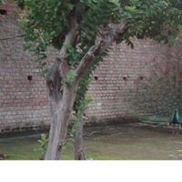 Yash Mishra
