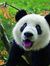 Panda P...