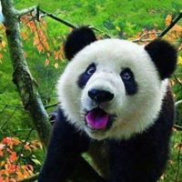 Panda Panda
