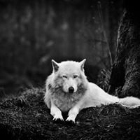 پارسا آشتیانی