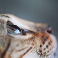 مريم البدري