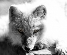 Elizabeth Aedyn River