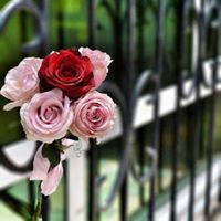 شيماء أبوالعز