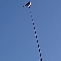 عبدالله محمد الاعور