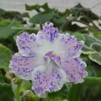 Александринна Илиева