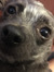 Dogya