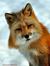 Brad Fox