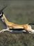 Furious Gazelle