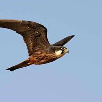 سفينة المريدين