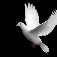 المحبة والسلام