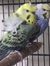 Birdood...
