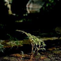 দিব্যোক পুরাণ