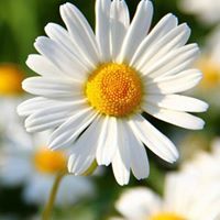 Chamakthi Nayanathara