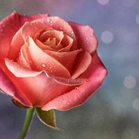 ফাতেমা-তুজ-জোহরা বেলী