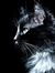 Maram Adel