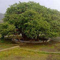 دينا الدبعي