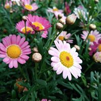 บีบ๊ะ ผู้หญิง อารมณ์ดี