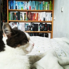 _bookish_cat_
