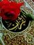 Maha Gamal