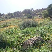 الواثق بالله