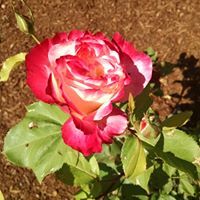 Anthony H. Turturice