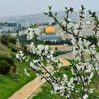 أنين الأقصى