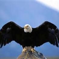 الصقر الحائر