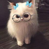 អាមុី ចាន់ថារស្មី