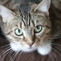 Вальвур Альхуари