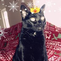 Lisa Jarrett Bercegeay