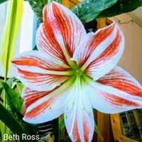 Thalia Bells