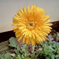 หมูน้อย สีส้ม