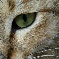 سجاد البصراوي