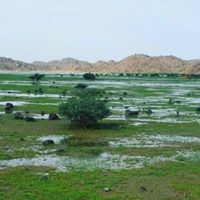 ياسر الداشر