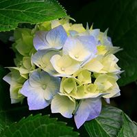 Saheeda Kuzhiyancheri