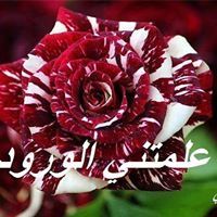 Mohamed Ahmed