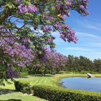 نجود السلمي