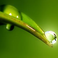 سلطان اليحيى