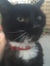 Jerome’s Cat