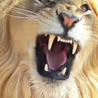 معتز الرواشده