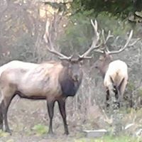 kirkdbillupsgmail.com