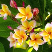 Archana Sunshine