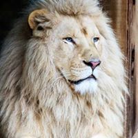 مصطفى الجبوري