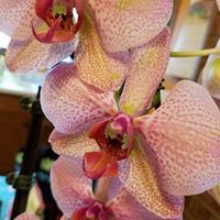 Mindie Williams Tanner