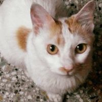 মন্দার দেব