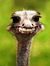 Sahar A...