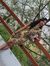 Manvi G...