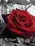 Marwa S...