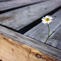 عطاء الحياة