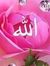 Taufeeq...